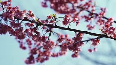 4k实拍樱花花朵春天风景空镜视频的预览图